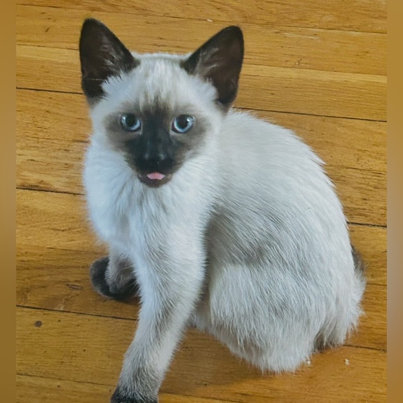 Meet your Posher, Zena Lynn - Picture 3 of 10